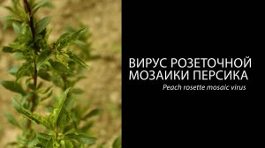 Вирус розеточной мозаики персика (Peach rosette mosaic virus)