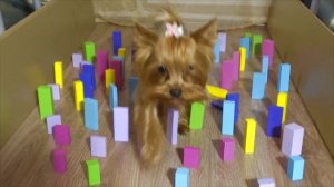 Кот, котенок, собака и хомяки проходят полосу препятствий.