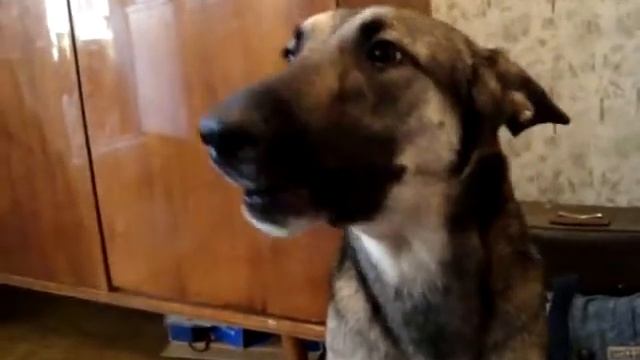 Собака (Меди) поёт смотреть онлайн