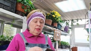 Огурцы и кабачки поспеют в мае. Какие сорта выбрала для раннего потребления?