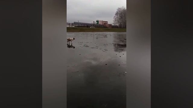 В Салавате спасли собаку смотреть онлайн