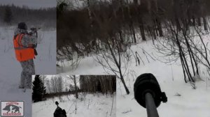 ОХОТА НА ЛОСЯ. ПОСЛЕДНИЙ ЗАГОН 2024