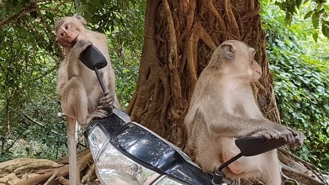 Monkeys Look In The Mirror #mongoose #monkey #animals