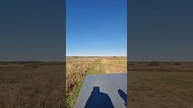 За сибирской косулей