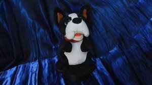 Boston Terrier barking to the music. Statics. Бостон-терьер, лающий под музыку. В статике.