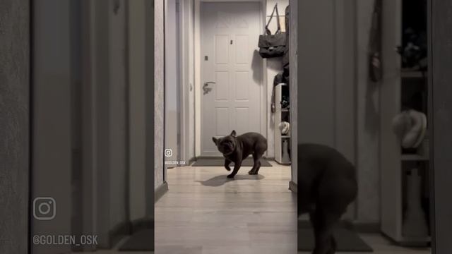 #АльбинаАлексеева#французскийбульдогОскар https://www.instagram.com/golden_osk?igsh=OXJ5ZzgwOWhqNHR смотреть онлайн