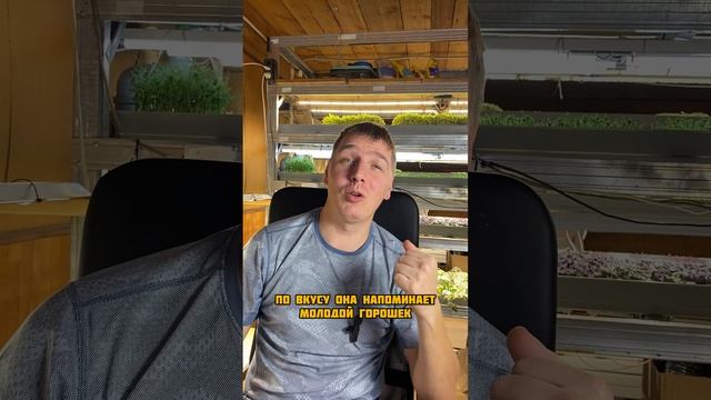 Ваши дети отказываются от зелени?