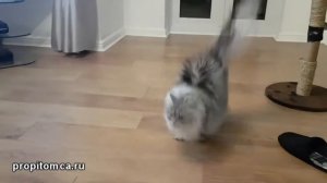 Коты вызывают Сатану