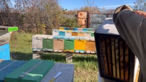 Состояние племенных семей на первую декаду октября 2024