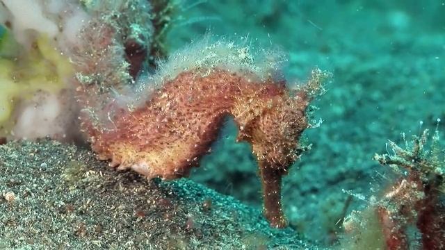 Почему на Самом деле Морские Коньки Такие Уникальные смотреть онлайн