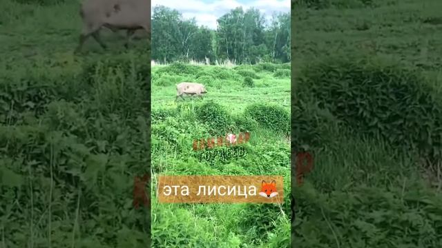 Нет, это мовный инспектор бегает по Львову🐷