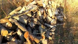 Особенности сельской заготовки дров. Вывоз мотоблоком, испытываем P.I.T. на живучесть