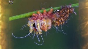 НЕОБЫЧНОЕ ПРЕОБРАЖЕНИЕ - ПРЕВРАЩЕНИЕ ГУСЕНИЦЫ в ПРЕКРАСНУЮ БАБОЧКУ . УДИВИТЕЛЬНОЕ РЯДОМ