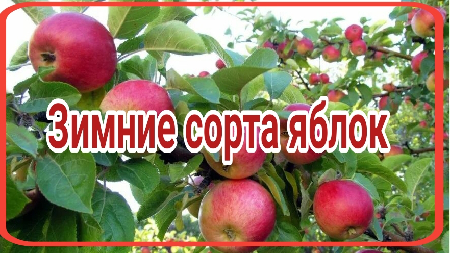 Топ 5 зимних сортов яблок