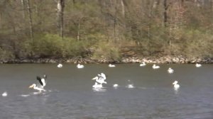 САМЫЕ МАССОВЫЕ МИГРАЦИИ ЖИВОТНЫХ И НАСЕКОМЫХ