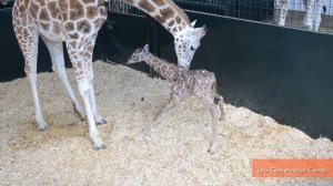 Rare Baby Giraffe Born at Conservation Center