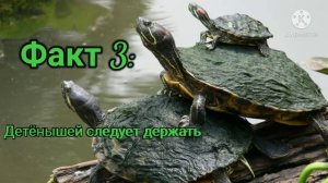 Факты о краснухих черепахах