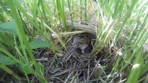 Овсянка камышовая 170601 2 GP4S 20июня 7