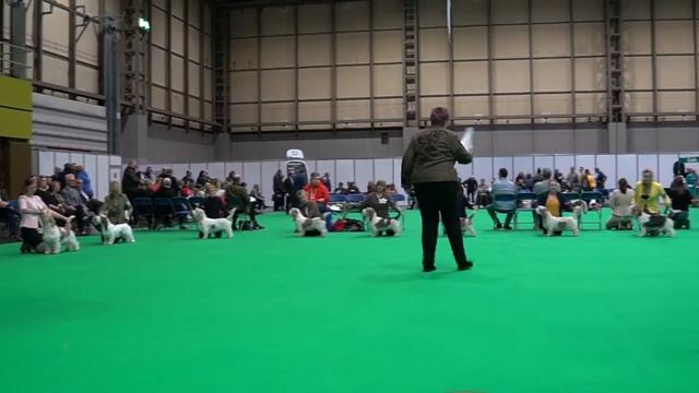 CRUFTS 2020 / pbgv male, open class смотреть онлайн