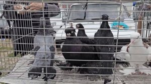 Голуби и цены Птичий рынок г Пятигорск -ч1