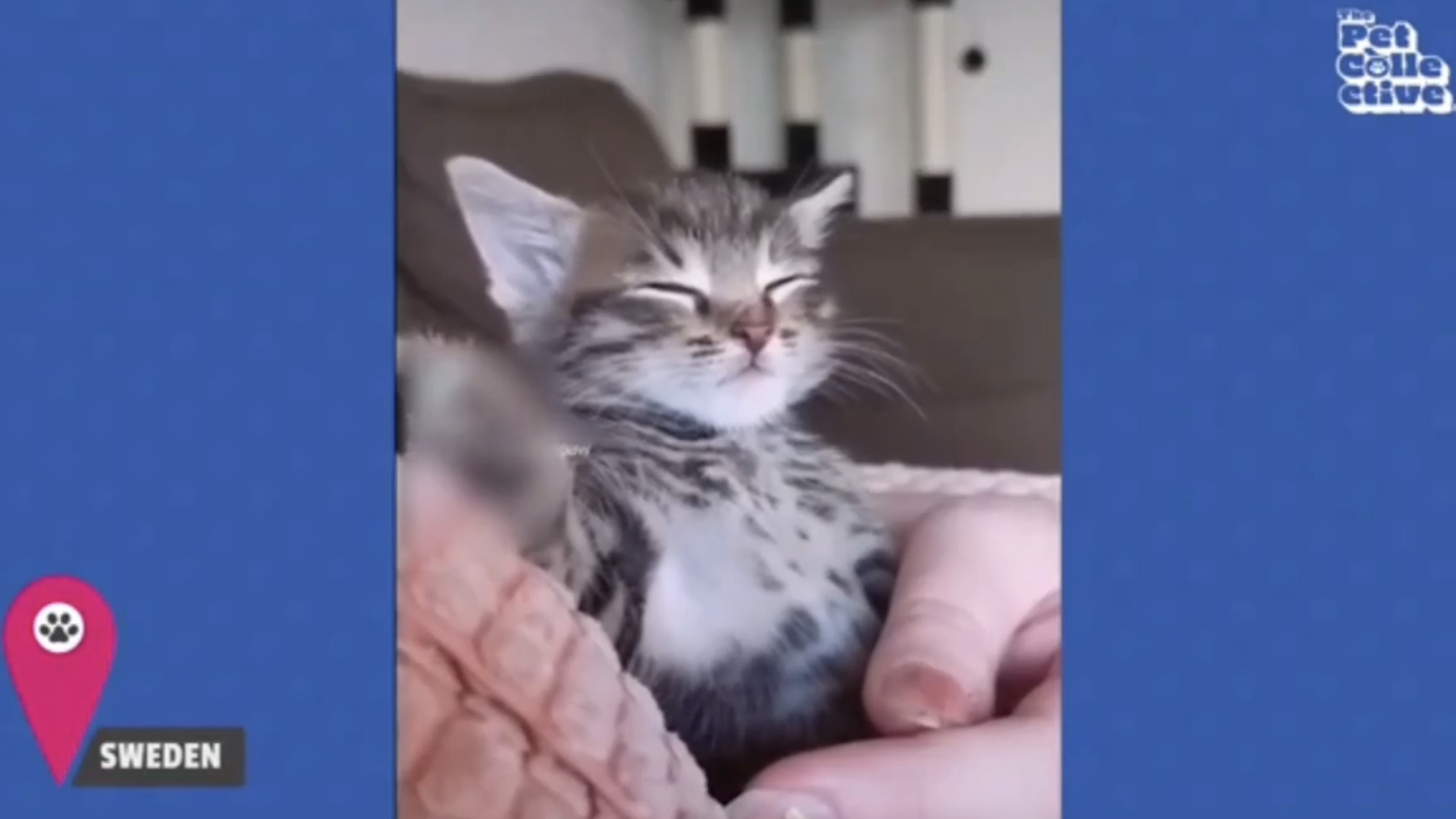 Няшные котята всего мира, 2. Милашки котяшки