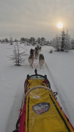 Пегий пёс, бегущий краем моря