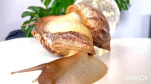 Relaxing 4K video with snails moving 🐌❤️ Движение улиток под расслабляющую музыку в 4К ❤️