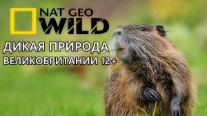 Nat Geo Wild Дикая природа Великобритании 12+