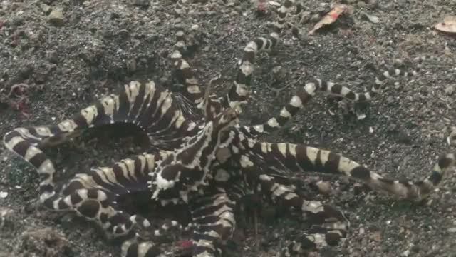 10 Обитателей Морей и Водоёмов с Необычными Способностями смотреть онлайн