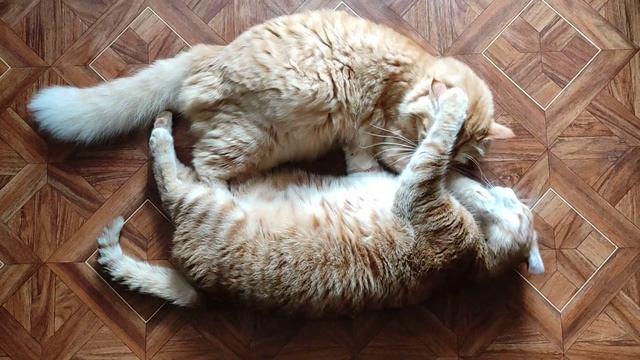Cats hug and bite | Коты обнимаются и кусаются