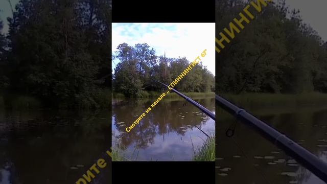 КАРАСИ МОНСТРЫ  #рыбалка #fishing #россия #лето2024
