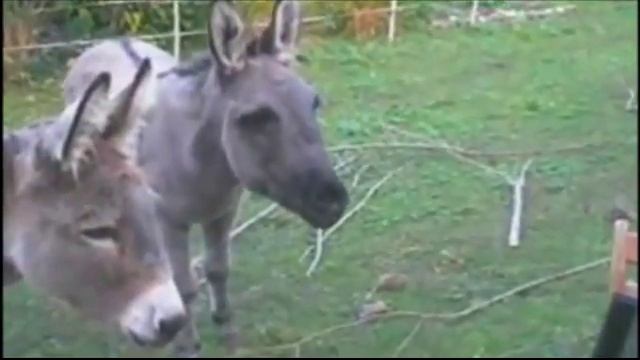 Узнали своего смотреть онлайн