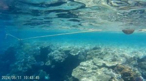 11.05.2024 Пик Альбатрос Палас , Шарм Эль Шейх ,понтон.