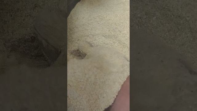 Мука гречневая, из пророщенной зеленой гречки
