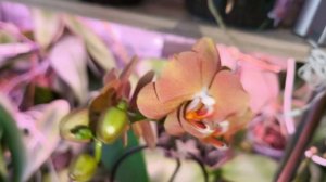 Орхидеи желтят и теряют листья в центре ствола / Орхидея в пузырях / Налет на листьях орхидей