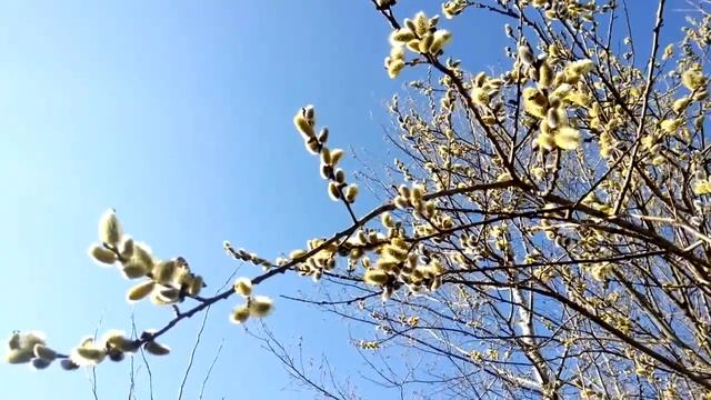 Квіти. Нектароноси пилконоси. Верба ("Котики").