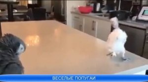 Песня Веселый попугай танцующие попугаи