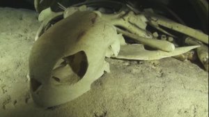 Дайвинг на Сипадане. Ныряем в пещеру на кладбище черепах!