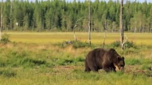 Животные Гиганты, Которые Побили Все Рекорды