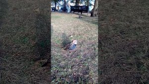 Петергофский скворец поет осеннюю песню