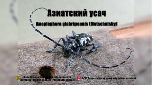 Азиатский усач (Anoplophora glabripennis (Motschulsky))