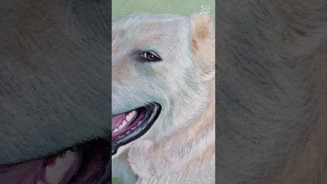 #painting #drawing #portrait #dog #портретысобак #собака #рисунок #realistic #pets #handmade #алабай