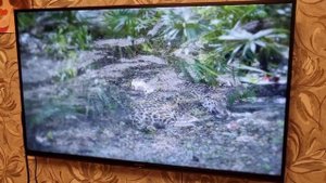Sony KDL 49WE665