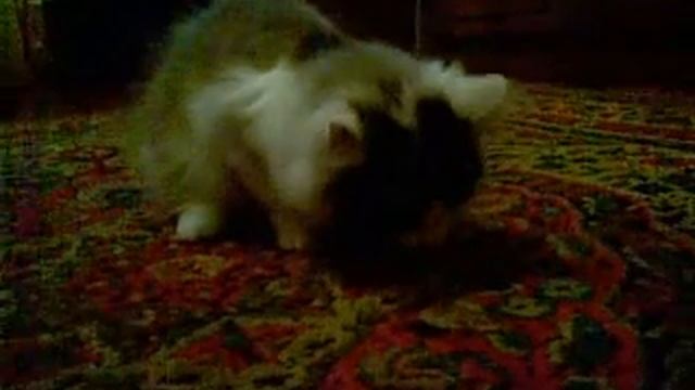 Кот Марсик ест картофельные очистки смотреть онлайн