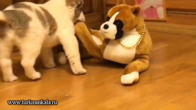 Дочка Чакана и Т.К. Хужум, рожденная 31.10.2018 г.