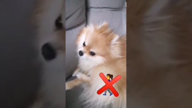 ты ведь знаешь что в субботу #мем #собака #песня смотреть онлайн