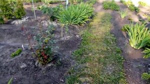 Подкармливаю ДЫНИ 🥒🥒🥒ОГУРЦЫ🍉🍉🍉 АРБУЗЫ Сахар +Дрожжи!!! Хорошая ПОДКОРМКА!!! 18 июня 2023г.💖