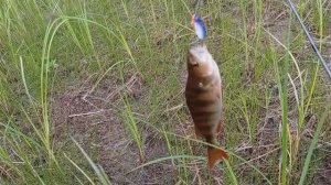 Ультралайт и цикада