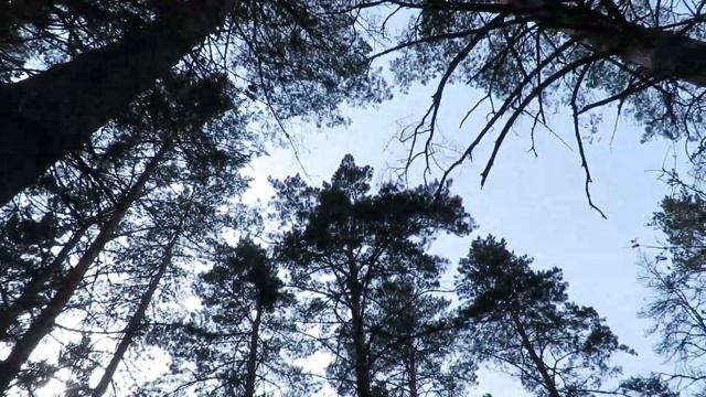 Поют птички. Сосновый бор - Кемерово