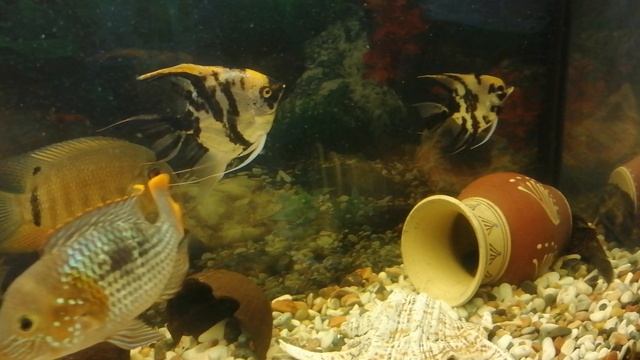 Скалярия🐠